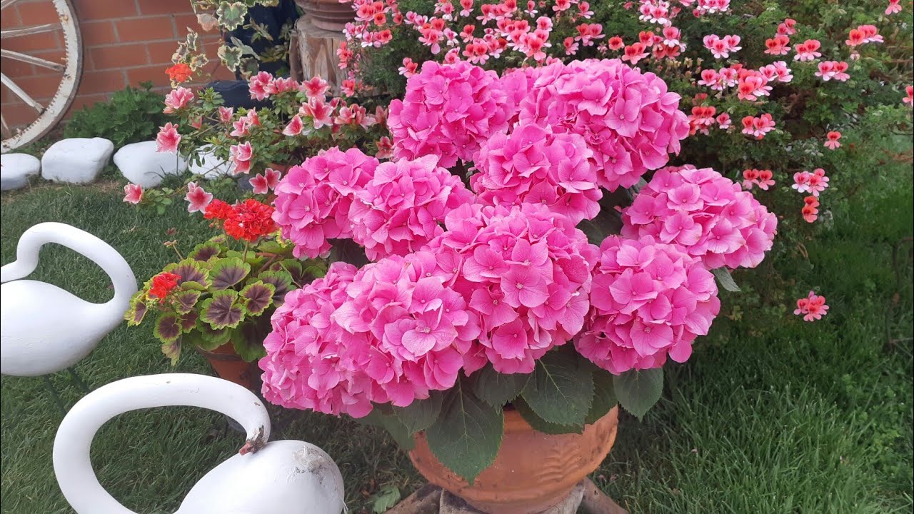 Cómo trasplantar la Hortensia