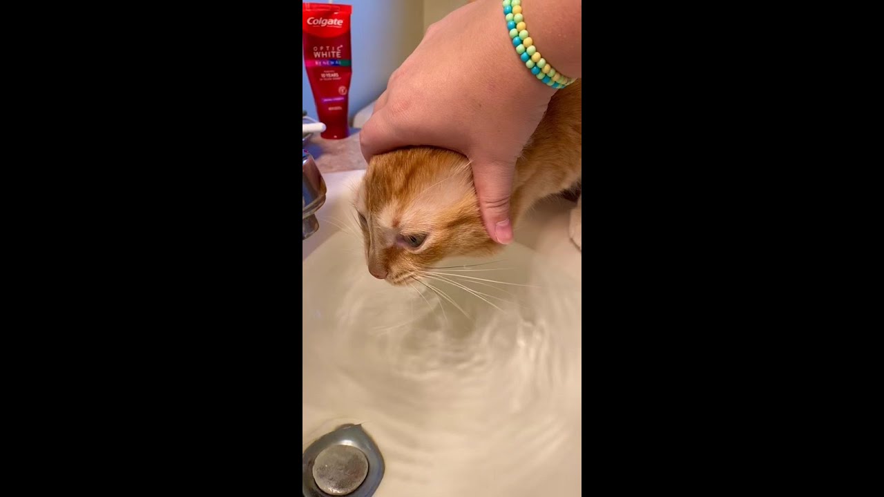 He shows no mercy #catsoftiktok #fyp #cat #SyncYourMiO #feettok #aesthetic #sheesh #wronghole #queef