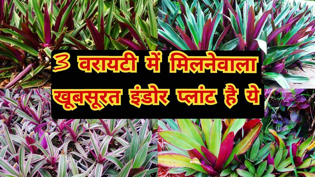 3 वैरायटी मे मिलेगा खूबसूरत पत्तियों वाला पौधा/ rhoeo plant variety / winter care / rhoeo plant care