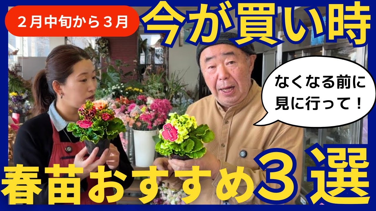 【花屋親父厳選】2月〜3月が買い時の春の花苗3選