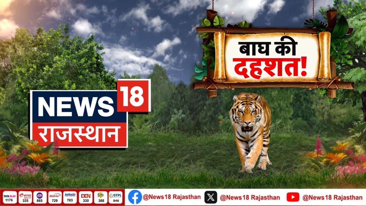 Ranthambore Tiger News : टाइगर की दस्तक से दहशत! | Sawai Madhopur News | Latest News | Tiger New