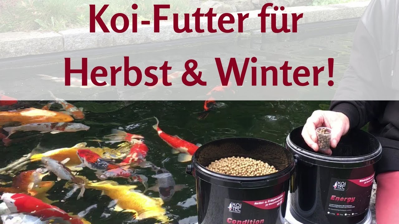 Koifutter Herbst & Winter &ndash; Koi f&uuml;ttern im Winter richtig gemacht!