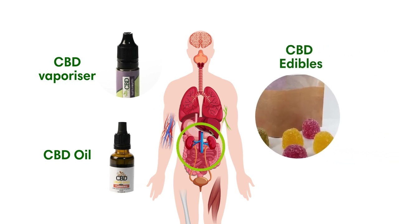 How Long Does it Take for CBD to Start Working?