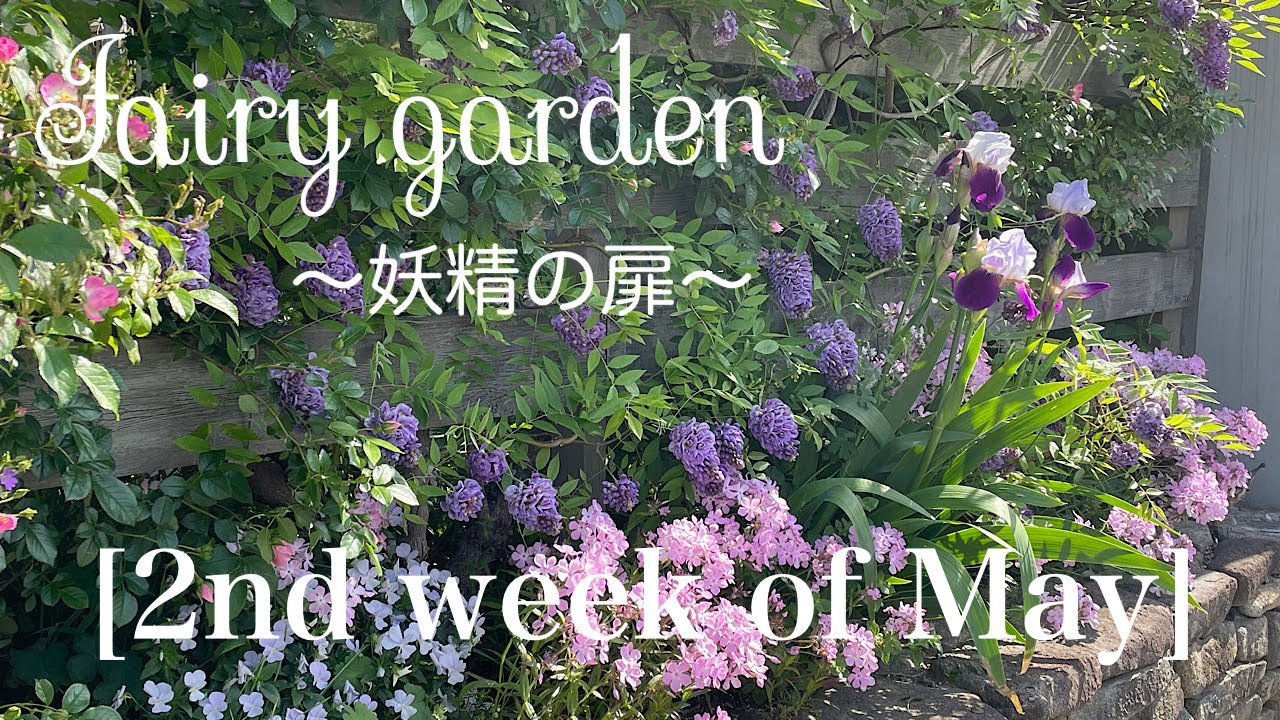 春庭の可愛いお花達/ガーデニング/お花紹介/雨に強いペチュニア/DIY飾り棚完成した？