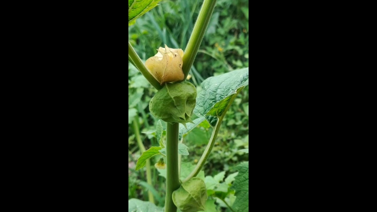 golden berries,lantern fruit,physalis peruviana,菇蔦,姑娘果#shorts