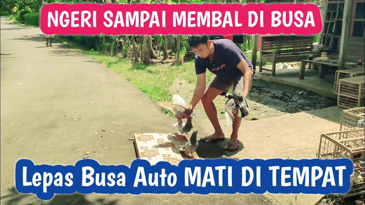 Ngerii Merpati Di sini Spek Loos Dor Semua Gak Ada Yang Pelan‼️