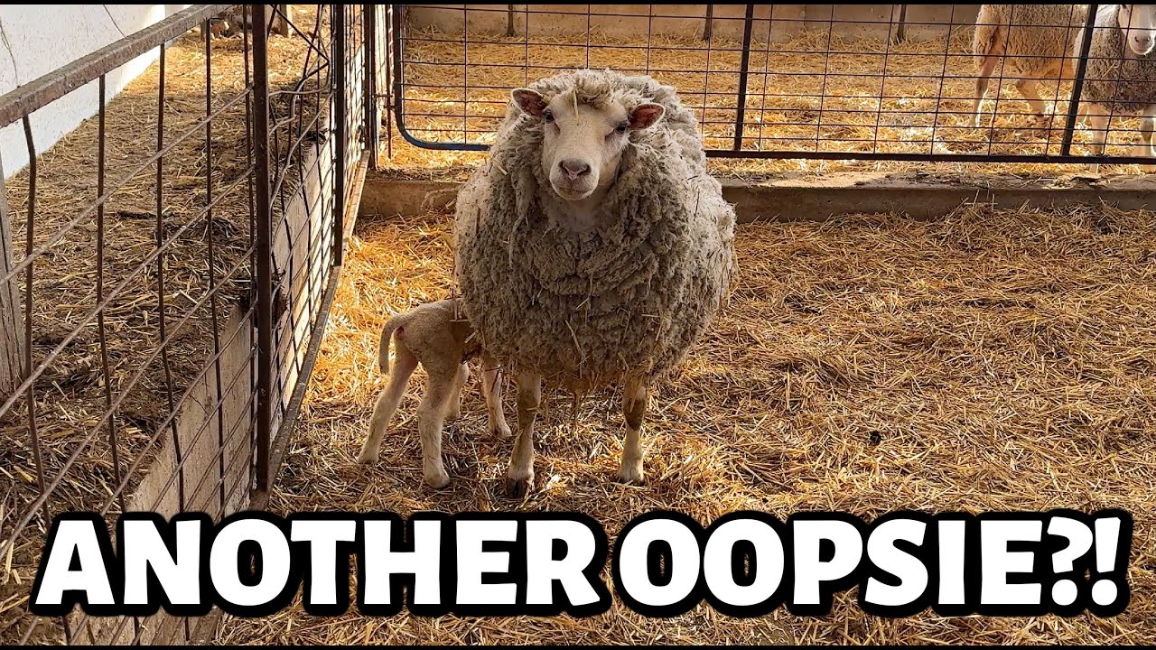 Where did EWE come from?!! ...another oopsie baby!! ~ Summer Lambing 2025