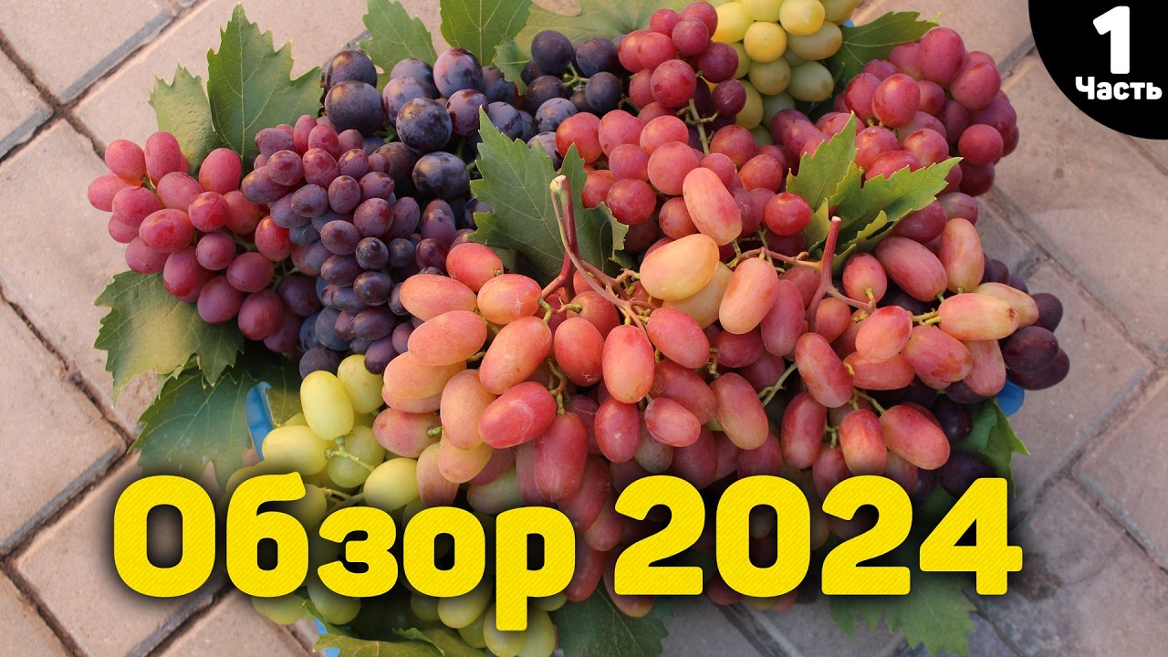 Обзор ультраранних и ранних сортов винограда - 2024 - Часть 1 🍇📸