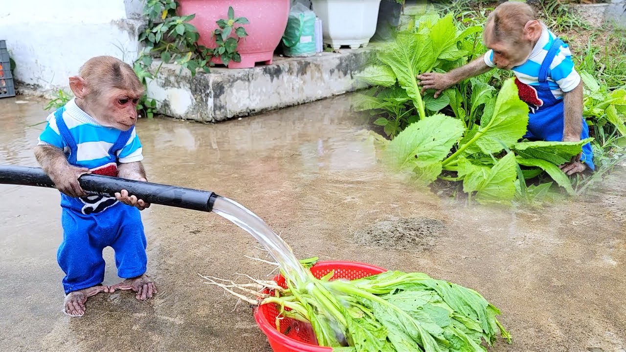 SU's Garden Help: A Fresh & Clean Surprise For Mom!