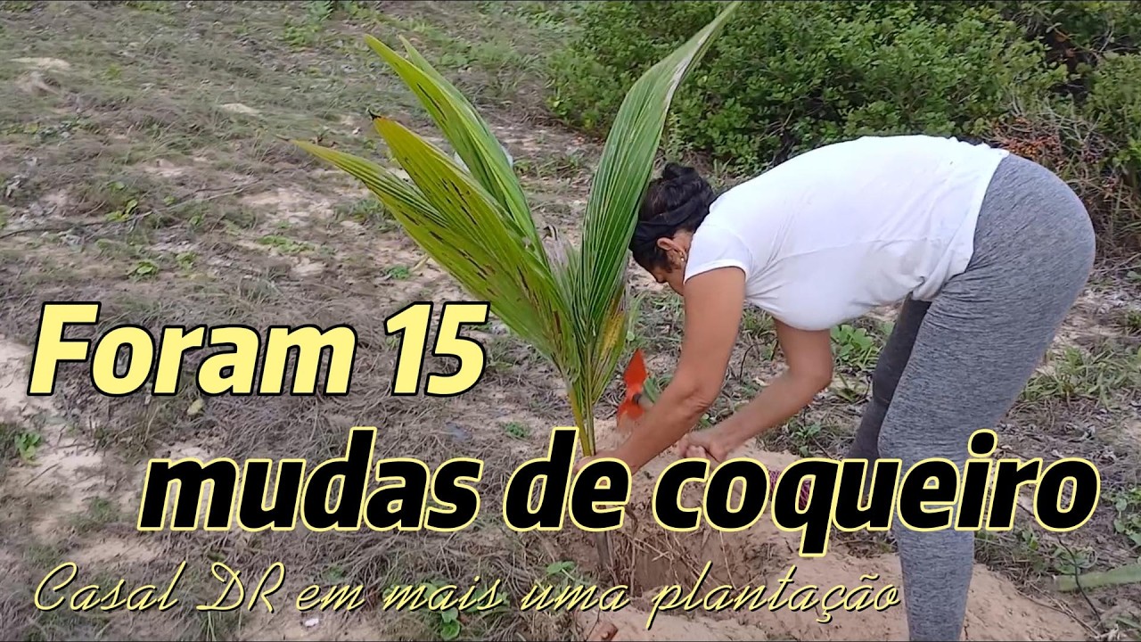 Foram 15 coqueiros plantados desta vez vejam como ficou.