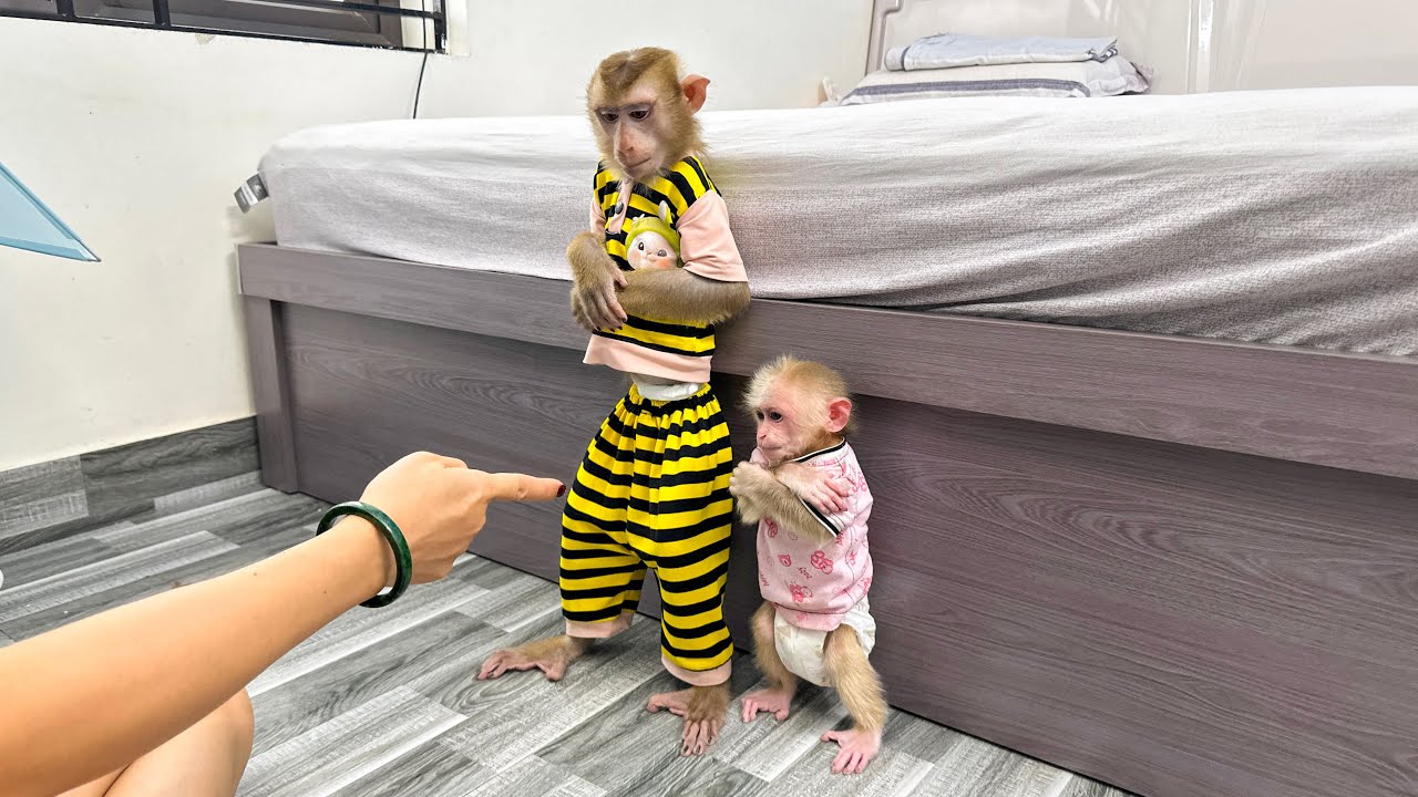 Monkey Kaka and Monkey Mit Apologize for Misbehaving with Slipper