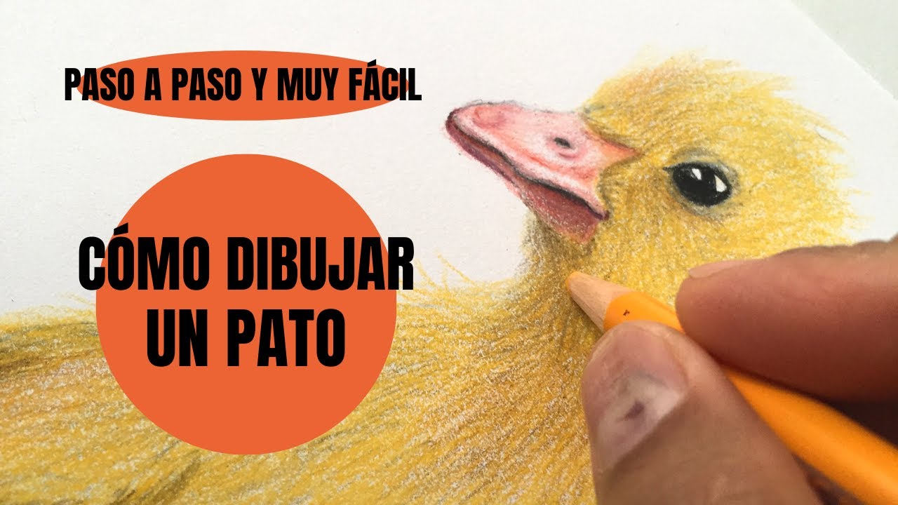 Cómo Dibujar Un Pato realista Paso a Paso muy fácil