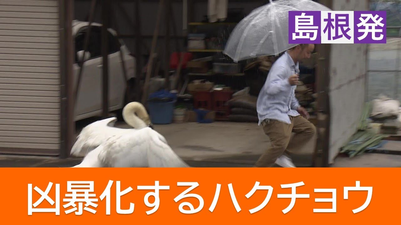 車のボディが傷だらけ…車を襲うハクチョウ　実は招かれざる外来種「コブハクチョウ」　“凶暴化”の原因はエサ不足？