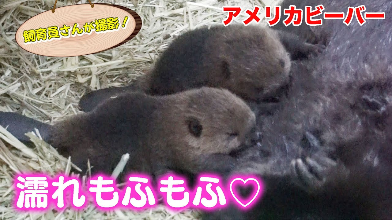 アメリカビーバーの赤ちゃんの貴重な授乳シーンがかわいすぎる！（American Beaver）