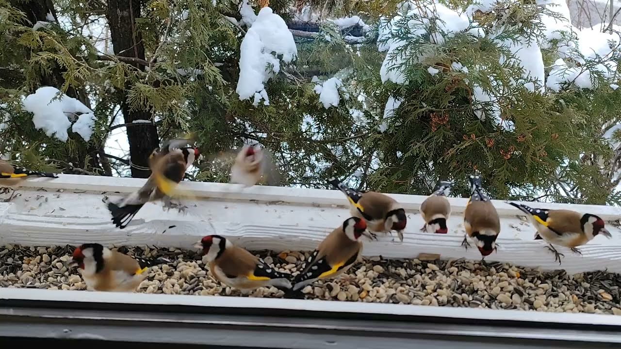 Birds feasting on a windowsill in winter (Cat TV)