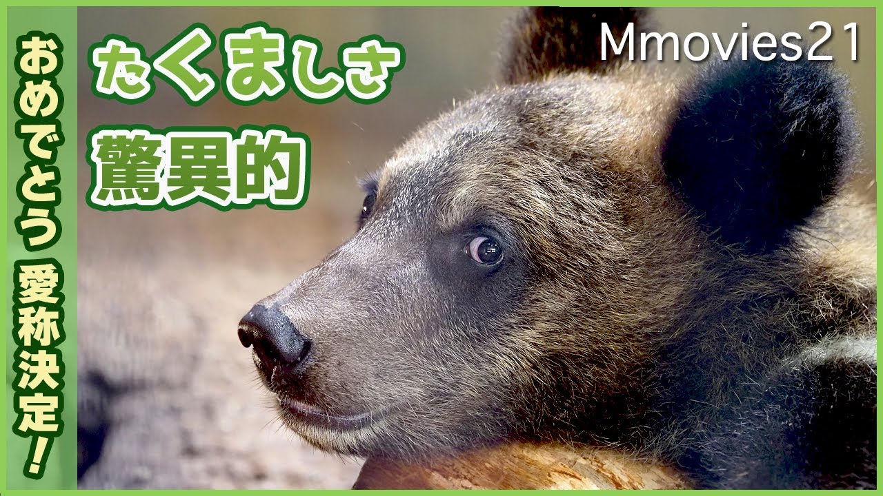 【愛称決定】エゾヒグマの子が相撲ごっこでどんどん強くなっていく姿が逞しい〜旭山動物園に保護された野生個体Wild Bear cub protected by Asahiyama Zoo