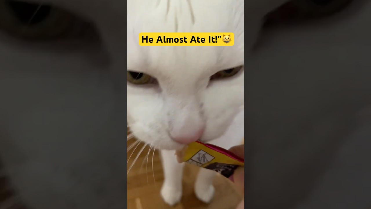 &ldquo;This Cat is OBSESSED with Creamy Snacks! 😻 Almost Ate the Wrapper!&rdquo; viralvideo #trending #shorts