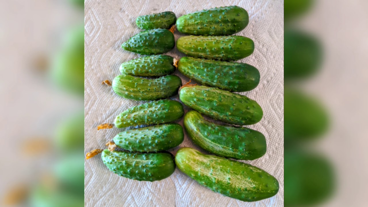 Top 10 Tips for the Crunchiest Fermented Pickles