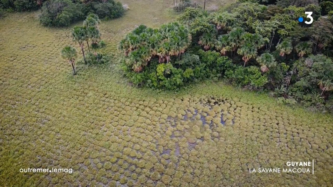 Savanes de Guyane et vestiges précolombiens - Outremer.lemag - 19 septembre 2024