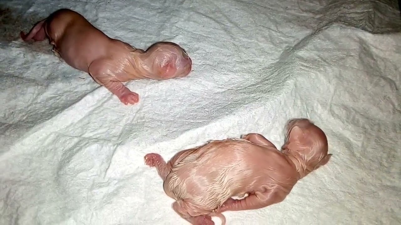 Goldie with their newborns 😻first day kitten😍