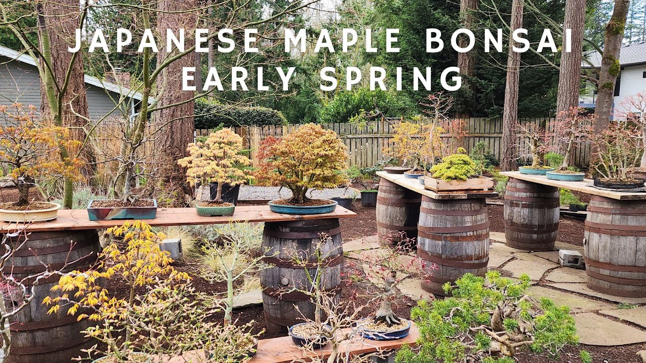 Japanese Maple Bonsai Leafing out in Early Spring!