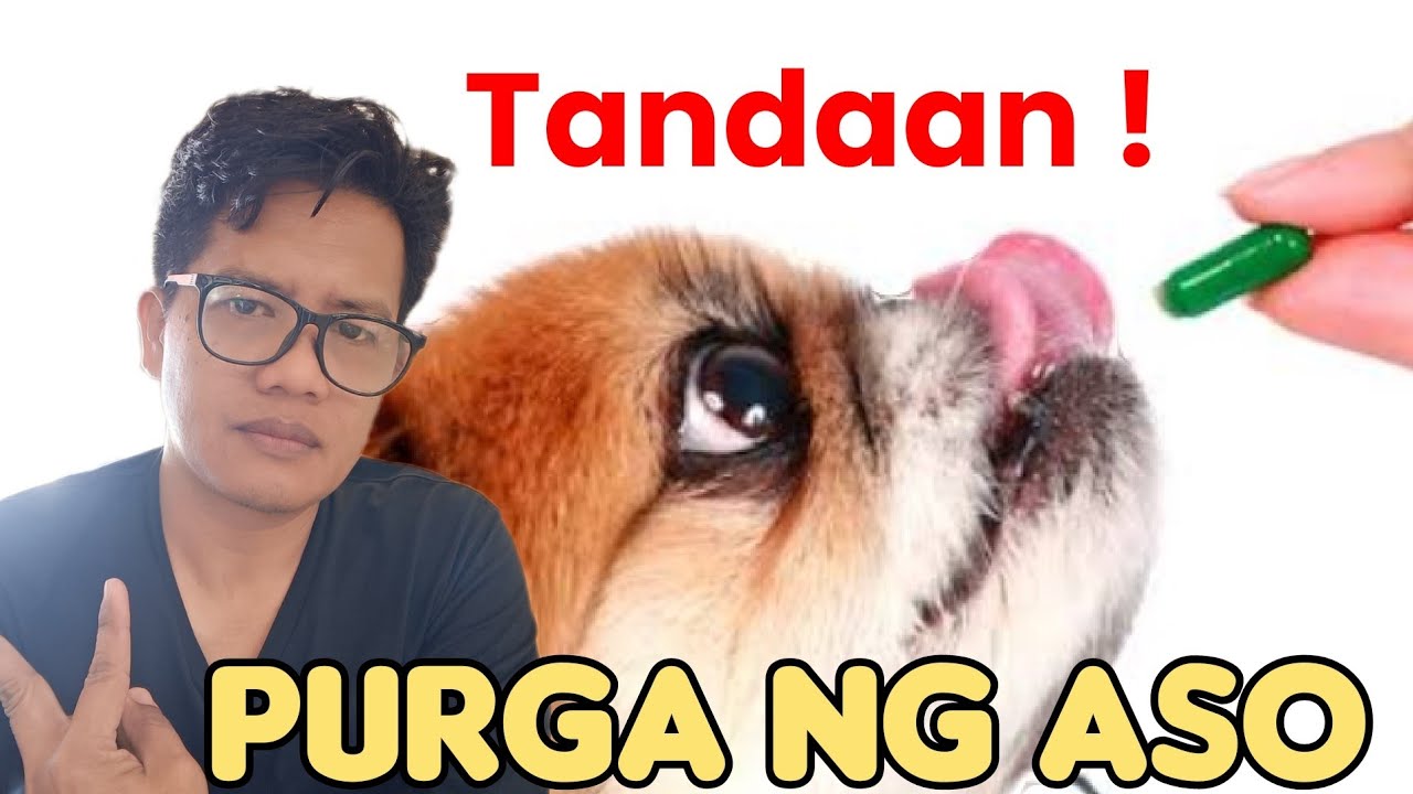 Pwede Po bang paliguan ang dog after deworming? #animal #veterinarian #vet