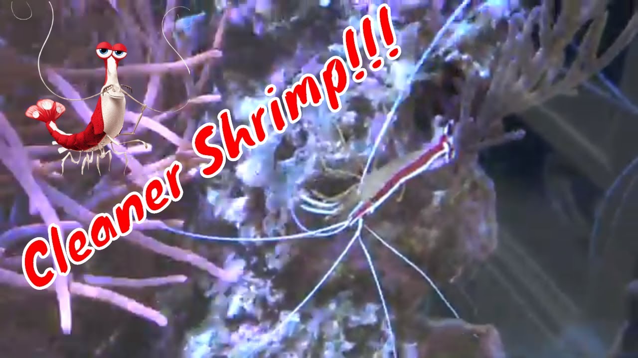 Cleaner Shrimp Care Guide