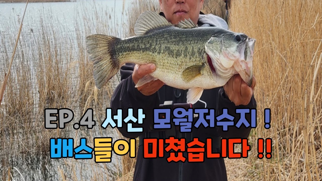 서산 모월지 배스들이 미쳐날뜁니다!!! #배스 #배스낚시 #모월저수지 #브라더피싱 #포천대박낚시 #osp_spinnuts #헤비노싱커리그 #한탄강동네형