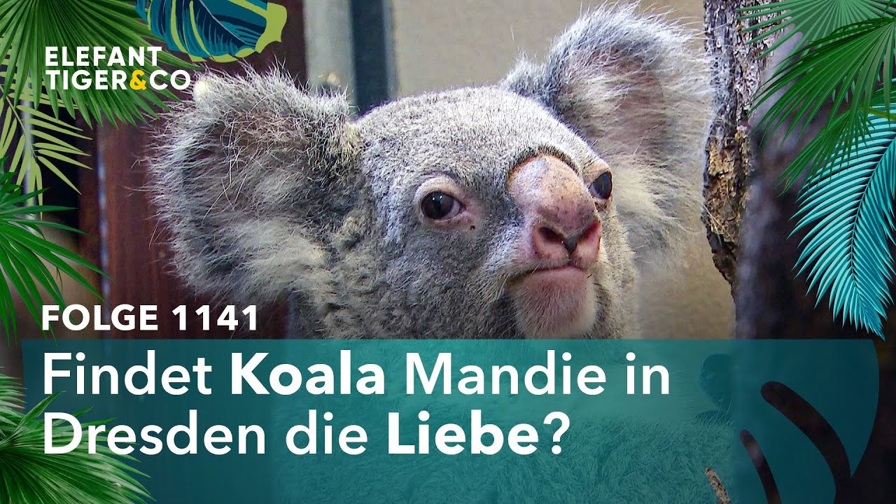 Koala Mandie auf Hochzeitsreise (Folge 1141) | Elefant, Tiger & Co. | MDR