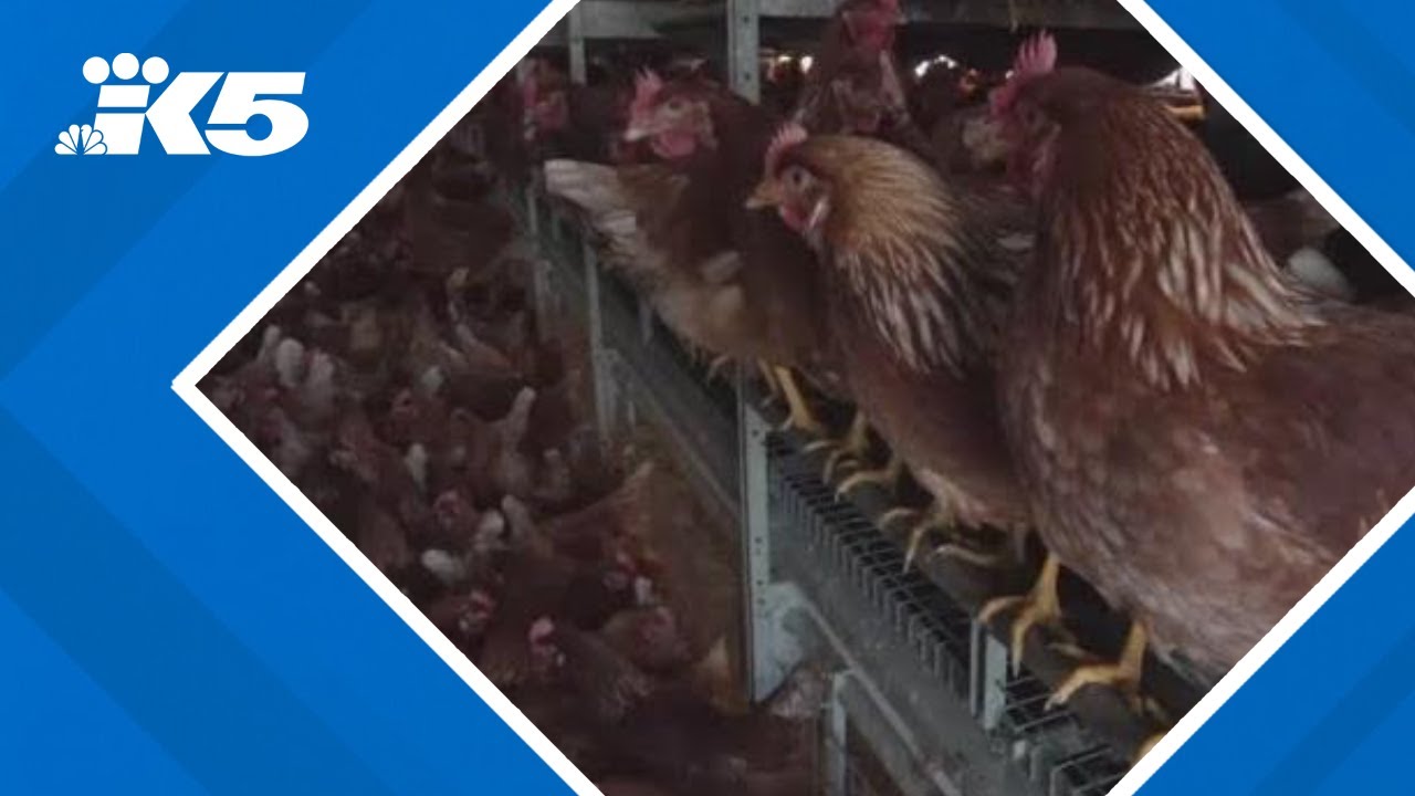 Washington woman dies from bird flu