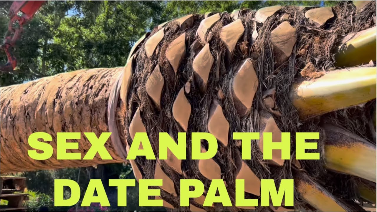 Sex and the Male and Female Date Palm