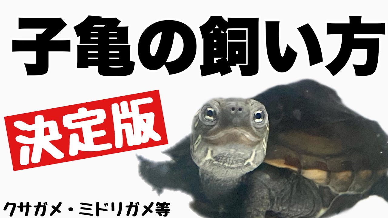 【亀飼育】子亀の飼育方法を分かりやすく解説！クサガメ・ミドリガメなど、多くの亀の飼い方の基本となります！
