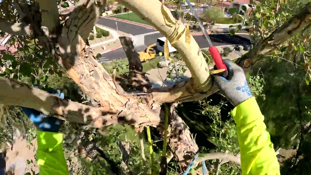 Reducción y limpieza de sisso 2da parte