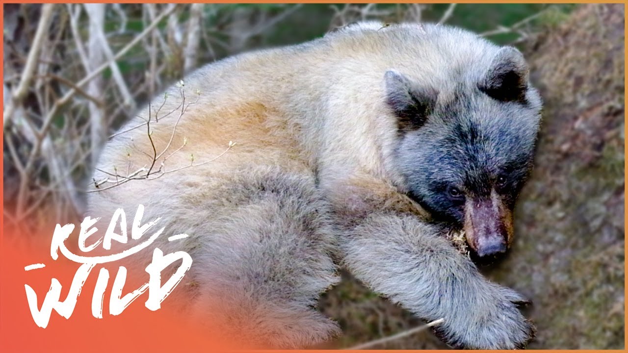 America's Rarest Bear: The Glacier Bear | Wild America | Real Wild
