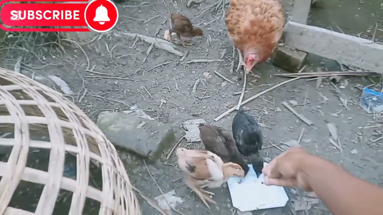  মুরগির বাচ্চা কিভাবে? সুস্থ রাখবেন।🐣🤗😱মাত্র তিনটি উপাদান দিয়ে মুরগির বাচ্চা সুস্থ রাখুন1 মিনিটের ।