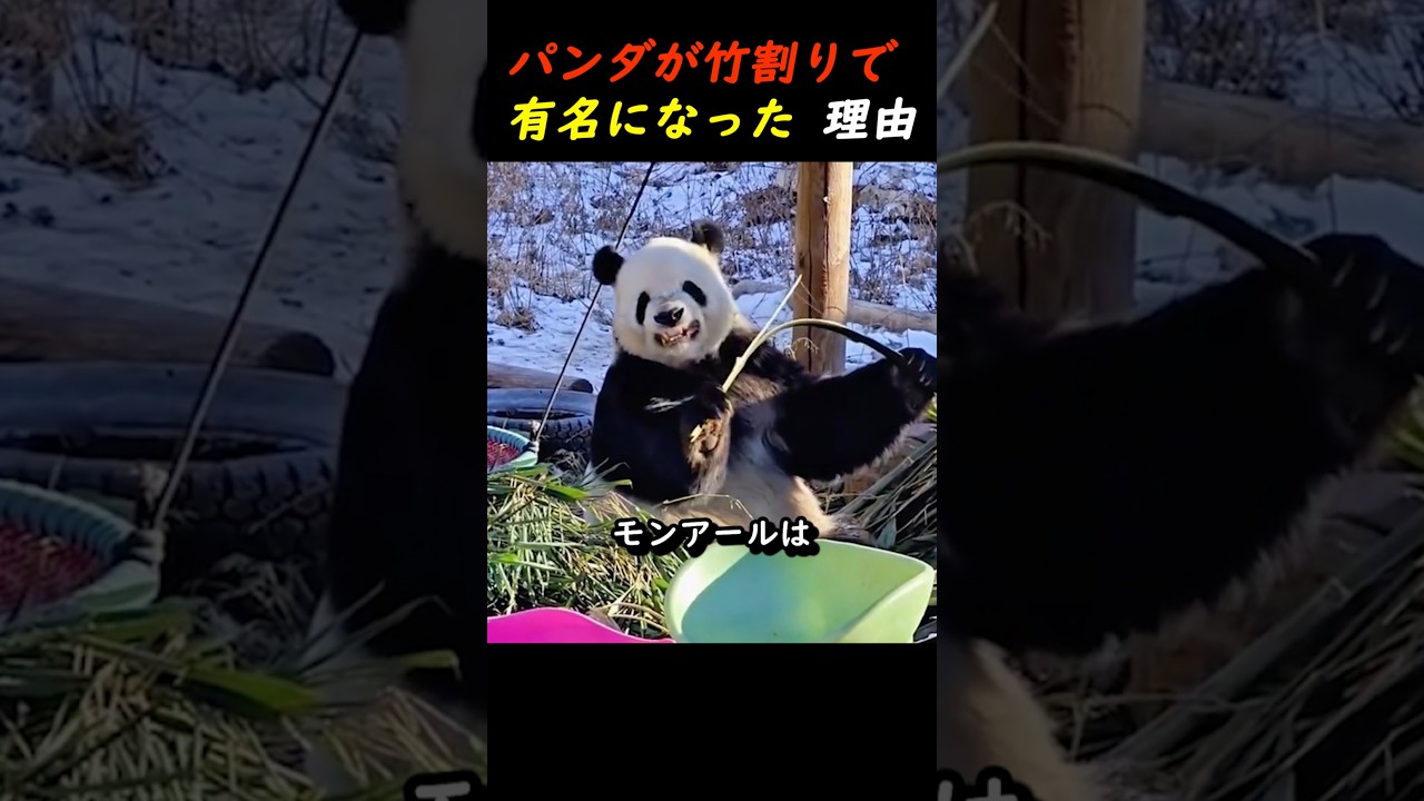 パンダが竹割りで有名になった理由