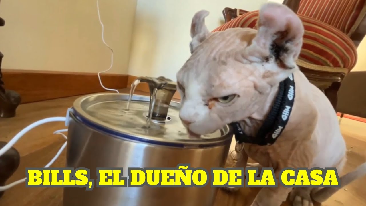 MATNAROK MUESTRA COMO VIVE BILLS EN LA NUEVA CASA