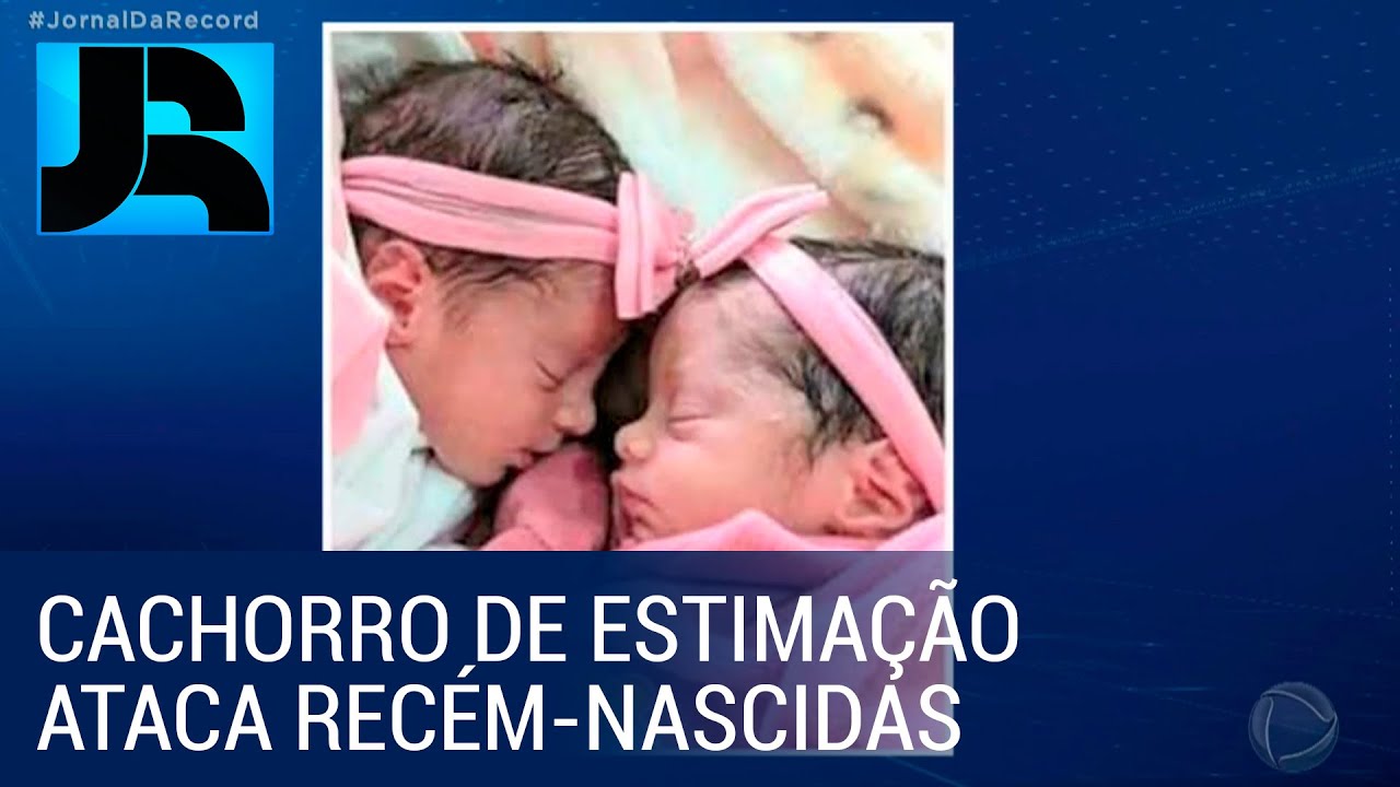 Cachorro de estimação ataca e mata recém-nascidas na Bahia