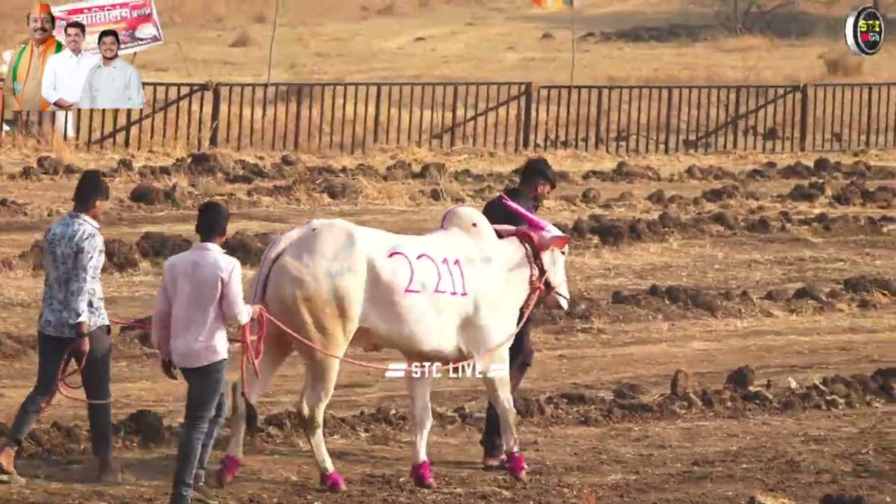 मा.श्री. गंगाराम दादा जगदाळे यांच्या वाढदिवसानिमित्त आयोजित भव्य दिव्य बैलगाडा शर्यत