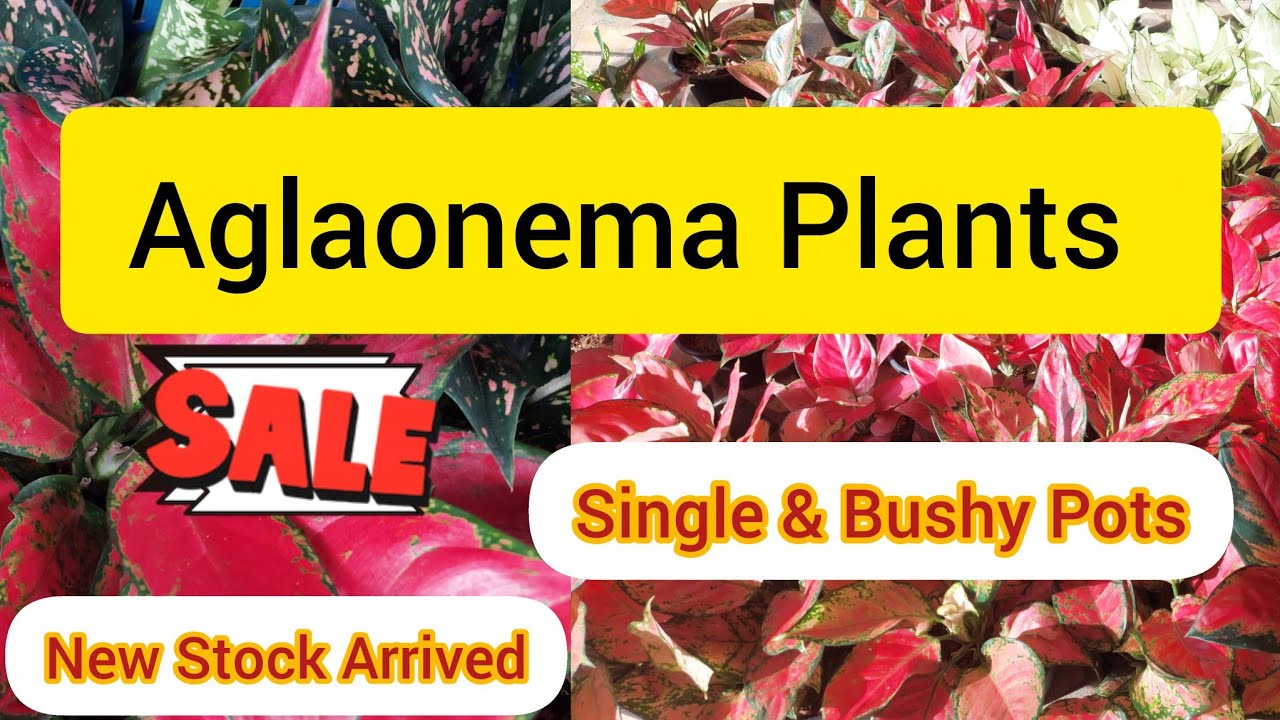 അഗ്ലോണിമ പ്ലാൻറുകൾ/Aglaonema Plants for Sale#aglaonema #indoorplants#videos#plants#sale #garden 