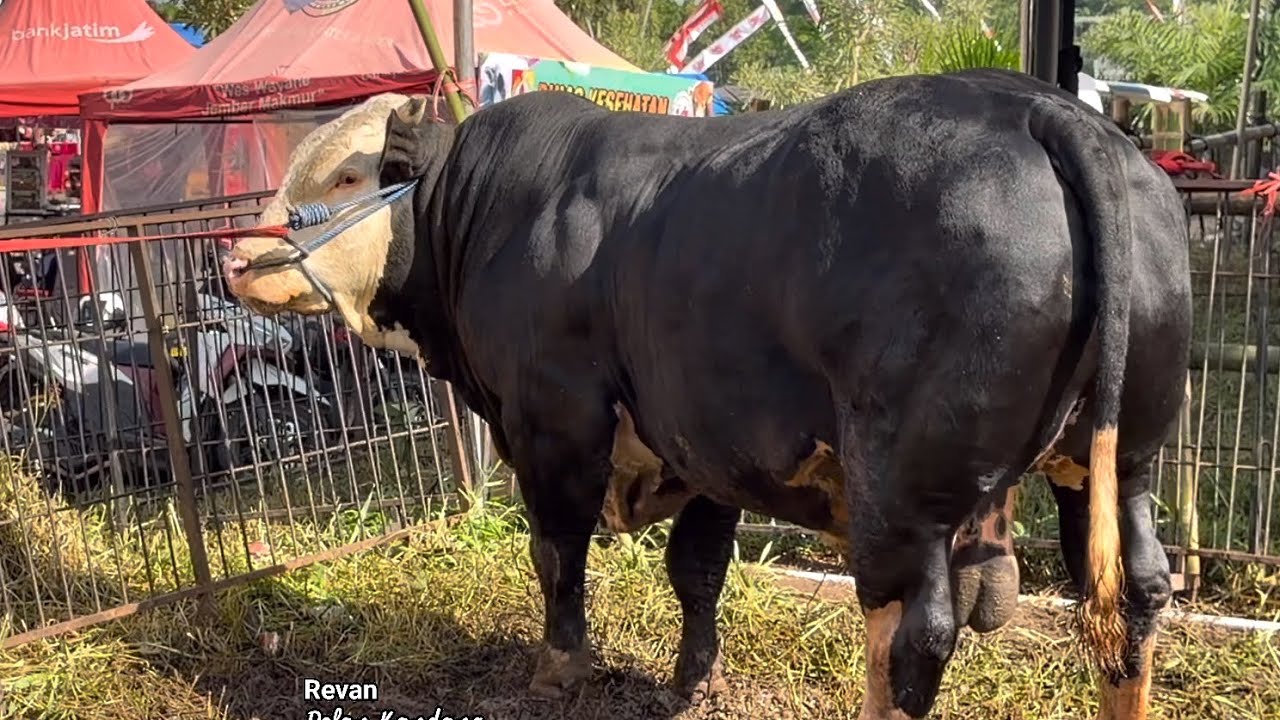 TUKANG TAMBAL BAN IKUT KONTES SAPI JEMBER 🔥