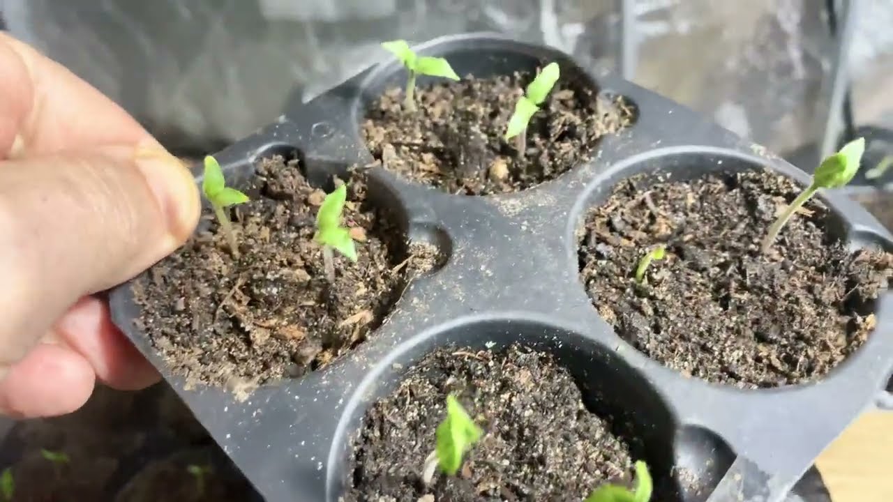 SemiStrani.it - Cosa fare quando le Piantine di Peperoncino sono Germinate? Tappetino riscaldante
