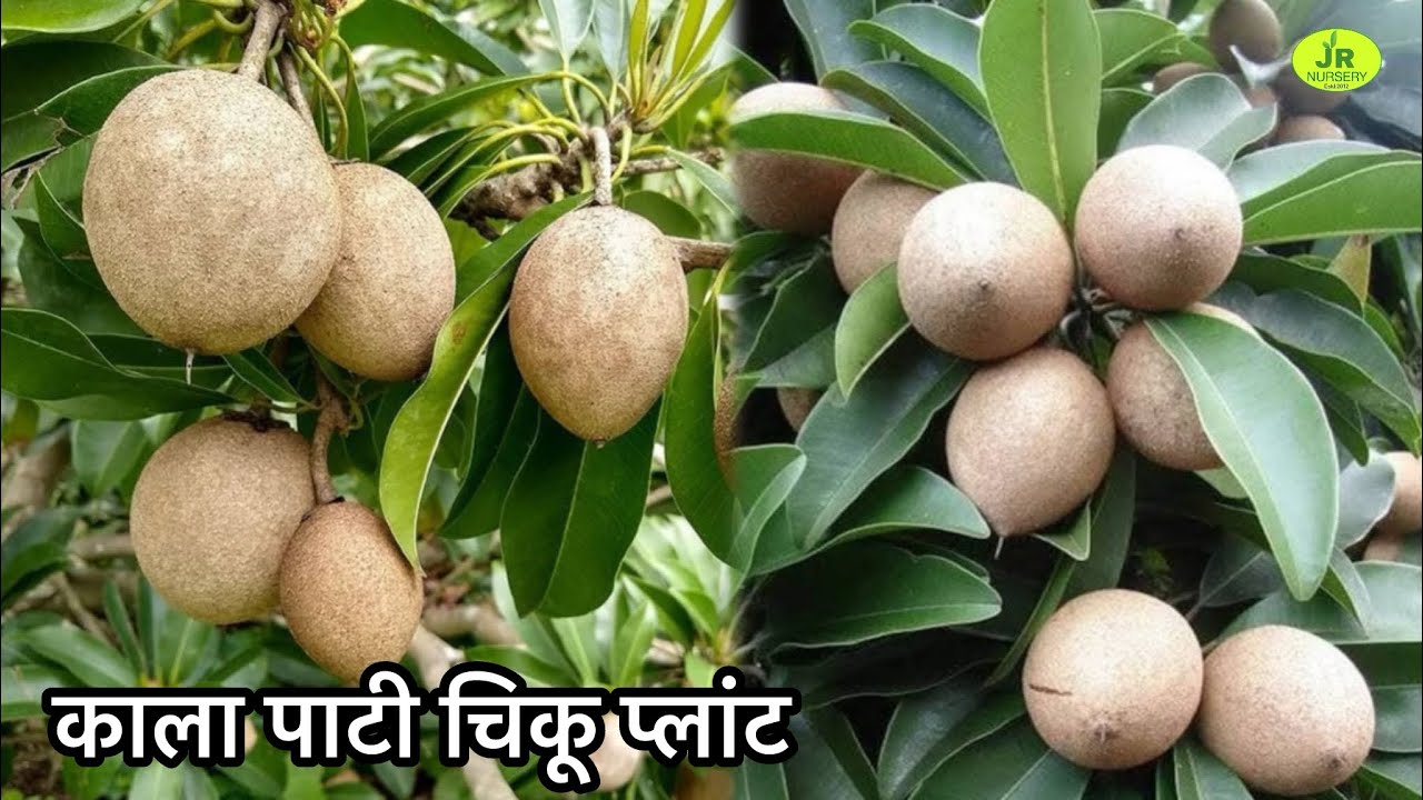 काला पाटी चिकू प्लांट’ चिकू की बेस्ट वैराइटी ग्राफ़्टिंग प्लांट ‘ चिकू प्लांट फार्मिंग 
