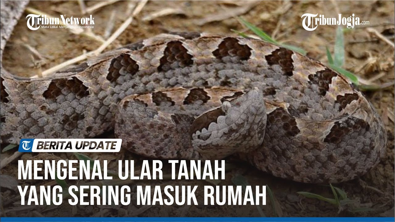 ULAR TANAH TERMASUK AGRESIF DAN RACUNNYA CUKUP MEMBAHAYAKAN