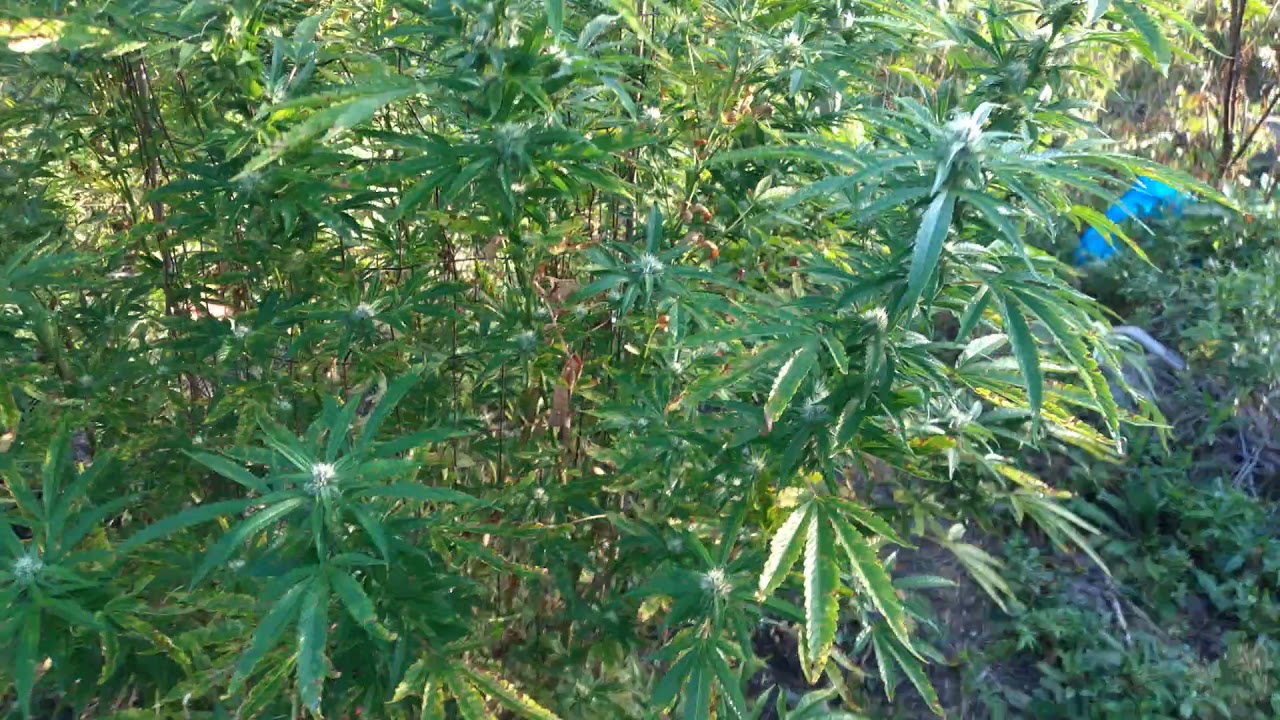ganja jungle update