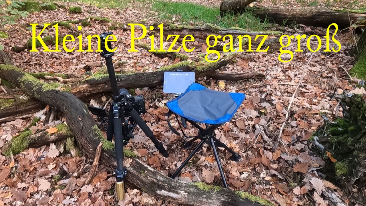 Kleine Pilze mit der Nikon D 850 und Tablet ganz groß (Focus stacking)