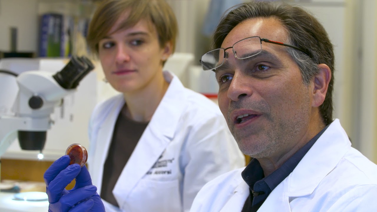 Identificando Genes Claves Para La Regeneración | HHMI BioInteractive Video