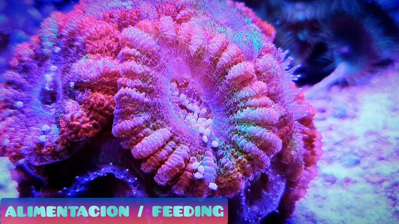ALIMENTACIÓN DE CORALES COMO NUNCA ANTES/ CORAL FEEDING CLOSE UP