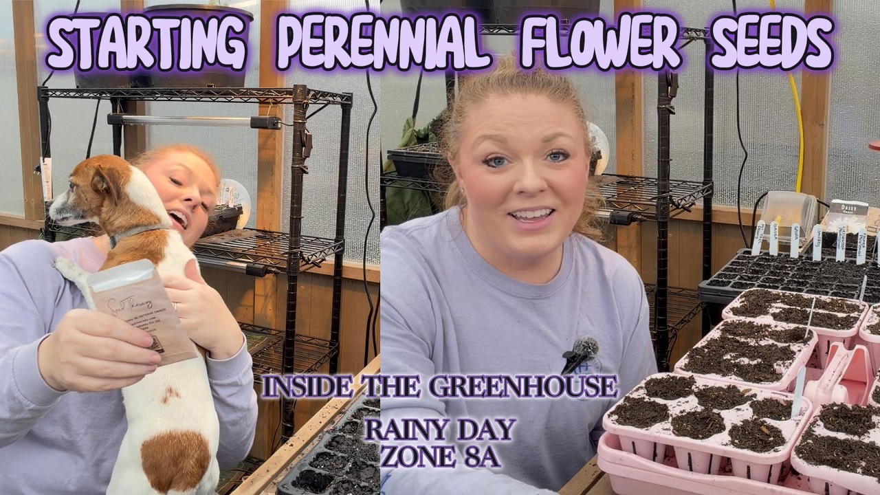 STARTING PERENNIAL FLOWER SEEDS