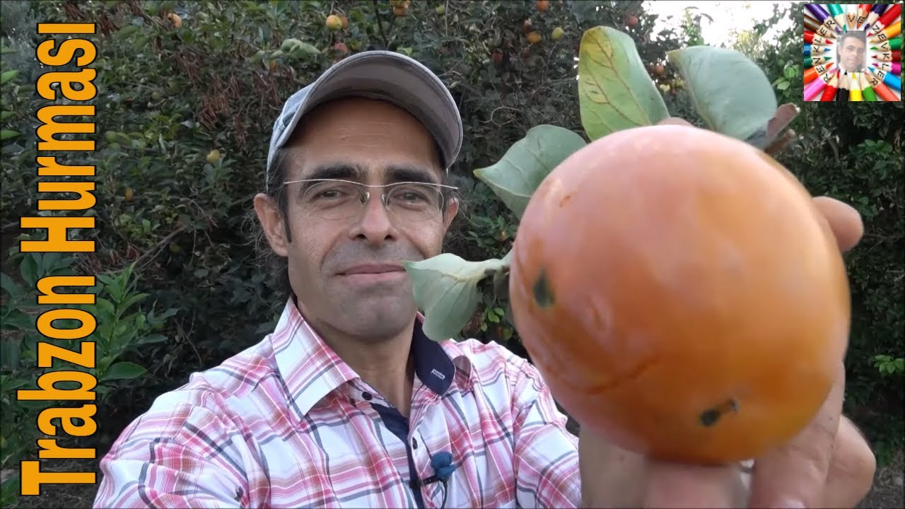 Cennet Meyvesi Ağacı Buldum 🍅